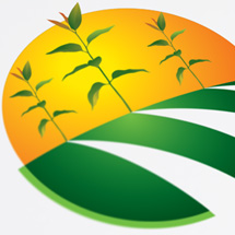 Criação de Logotipo e Identidade Visual Terra Flora Agroflorestal - Três Lagoas